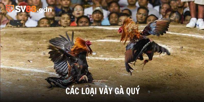 Tìm hiểu các loại vảy gà quý phổ biến và đặc điểm nhận biết