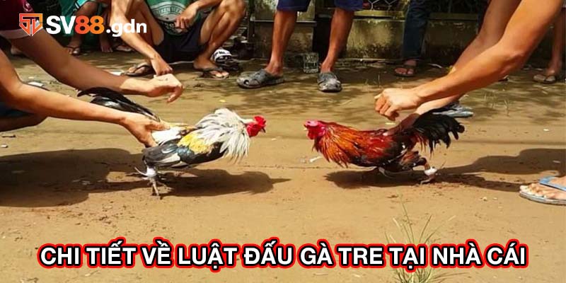 Chi tiết về luật đấu gà tre tại nhà cái