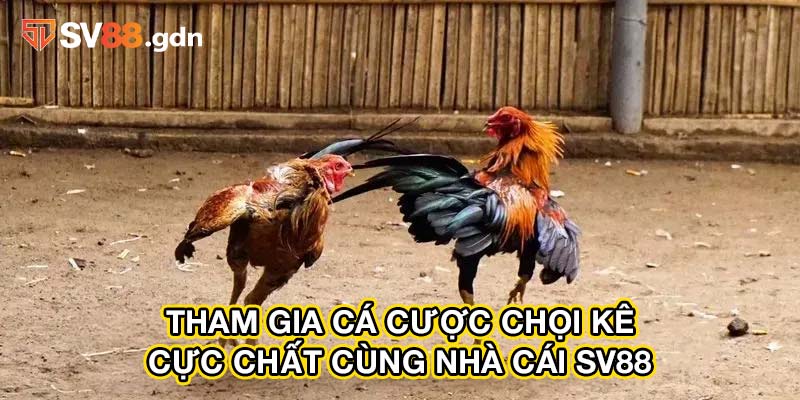 Tham gia cá cược chọi kê cực chất cùng nhà cái SV88