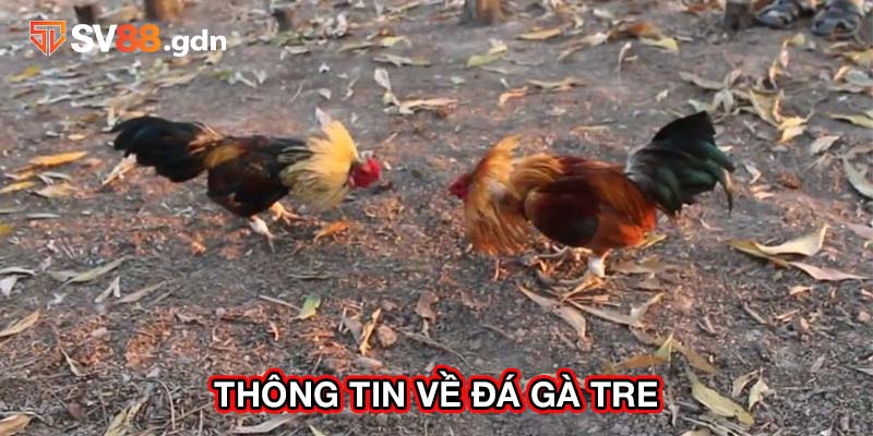 Thông tin về đá gà tre